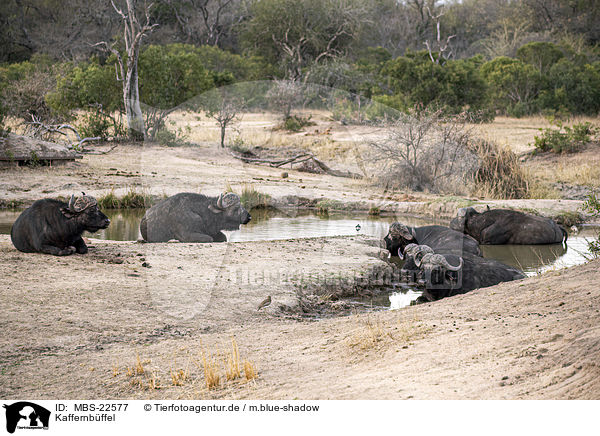 Kaffernbffel / African Buffalos / MBS-22577