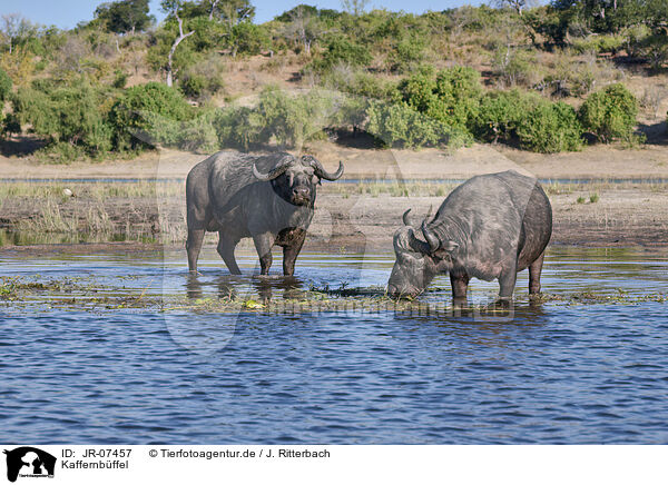 Kaffernbffel / African cape buffalo / JR-07457