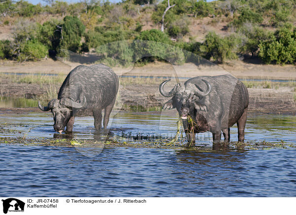 Kaffernbffel / African cape buffalo / JR-07458