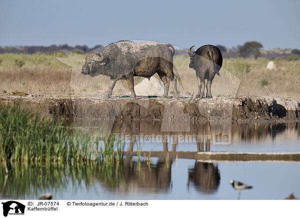 Kaffernbffel / African cape buffalo / JR-07574