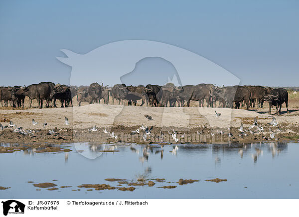 Kaffernbffel / African cape buffalo / JR-07575