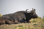 liegende Kaffernbüffel
