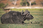 liegender Kaffernbüffel