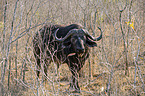 laufender Kaffernbüffel