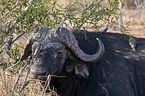 Kaffernbüffel Portrait