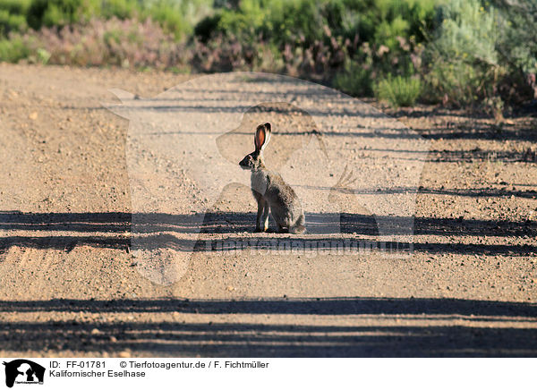 Kalifornischer Eselhase / black-tailed jackrabbit / FF-01781