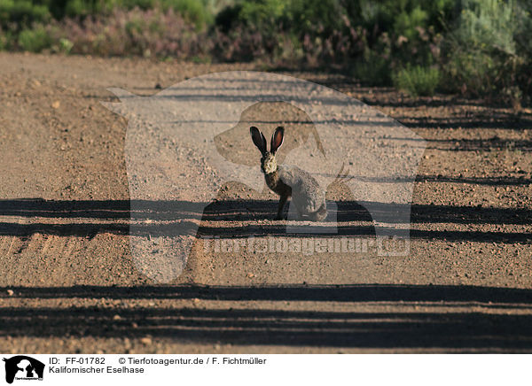 Kalifornischer Eselhase / black-tailed jackrabbit / FF-01782