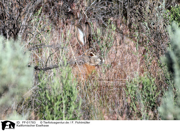 Kalifornischer Eselhase / black-tailed jackrabbit / FF-01783
