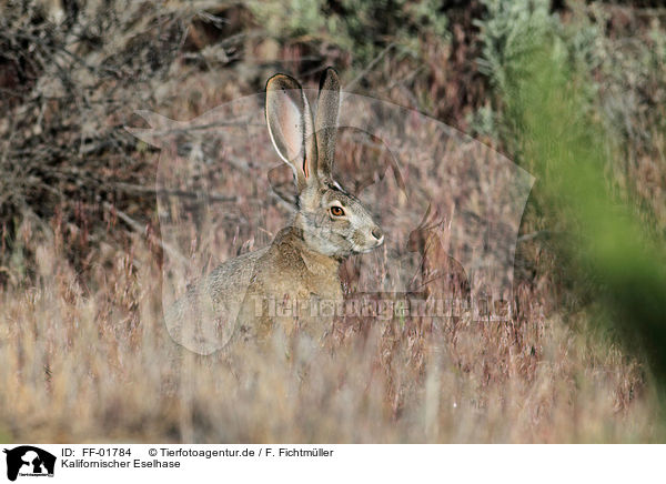 Kalifornischer Eselhase / black-tailed jackrabbit / FF-01784