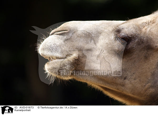 Kamelportrait / camel / AVD-01673