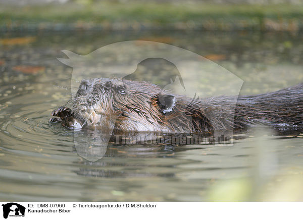 Kanadischer Biber / Canadian beaver / DMS-07960