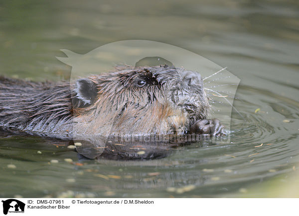 Kanadischer Biber / Canadian beaver / DMS-07961