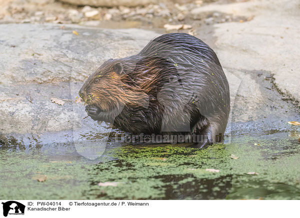 Kanadischer Biber / American beaver / PW-04014