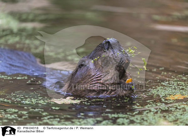 Kanadischer Biber / American beaver / PW-04018