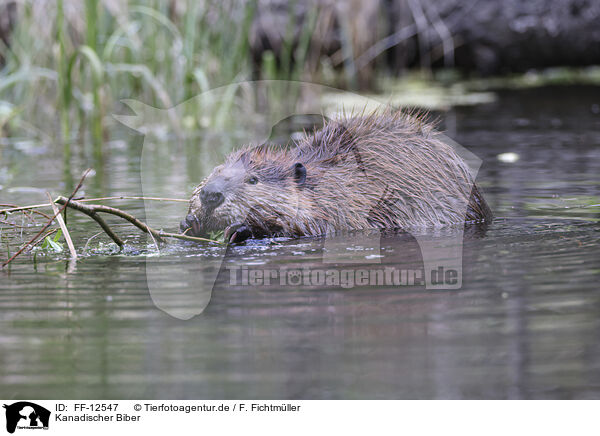 Kanadischer Biber / Canadian beaver / FF-12547