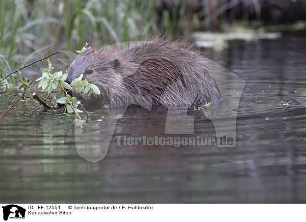 Kanadischer Biber / Canadian beaver / FF-12551