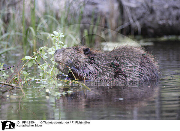 Kanadischer Biber / Canadian beaver / FF-12554