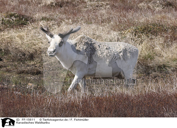 Kanadisches Waldkaribu / Canadian woodland caribou / FF-15611