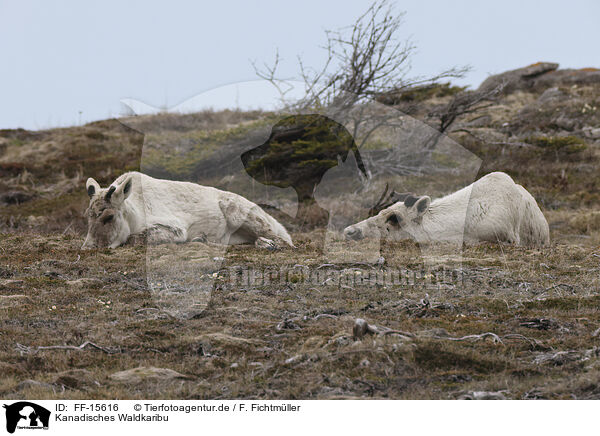 Kanadisches Waldkaribu / Canadian woodland caribou / FF-15616