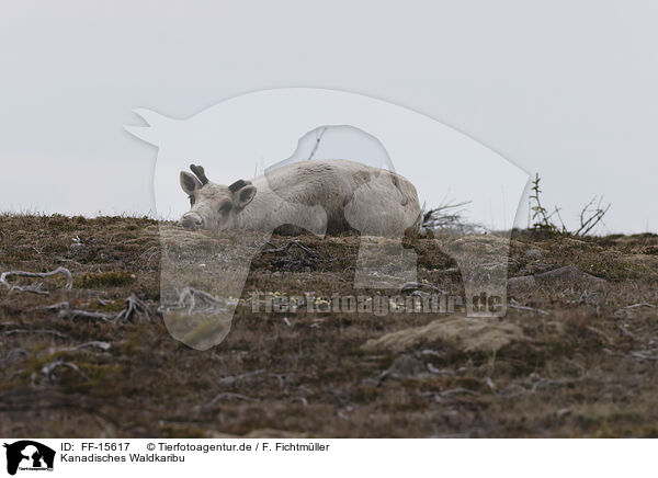Kanadisches Waldkaribu / Canadian woodland caribou / FF-15617