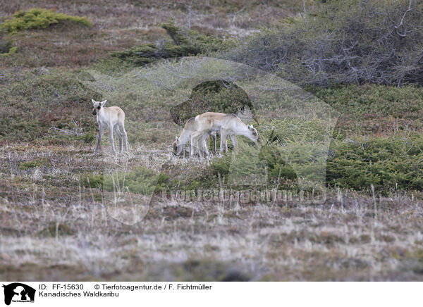 Kanadisches Waldkaribu / Canadian woodland caribou / FF-15630
