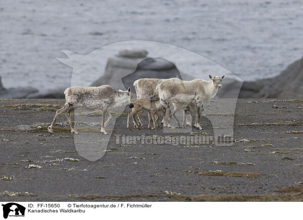 Kanadisches Waldkaribu / Canadian woodland caribou / FF-15650