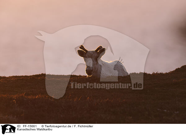 Kanadisches Waldkaribu / Canadian woodland caribou / FF-15661