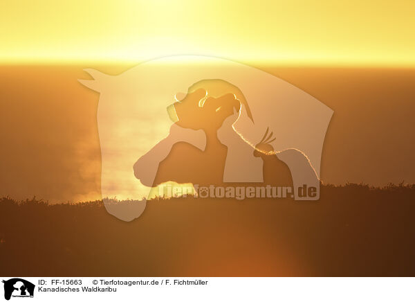 Kanadisches Waldkaribu / Canadian woodland caribou / FF-15663
