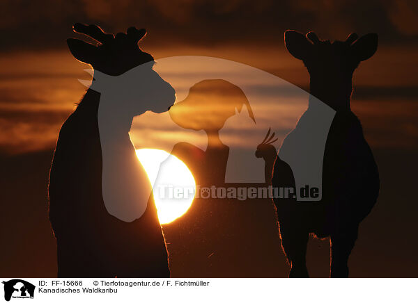 Kanadisches Waldkaribu / Canadian woodland caribou / FF-15666
