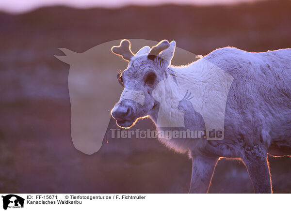 Kanadisches Waldkaribu / Canadian woodland caribou / FF-15671