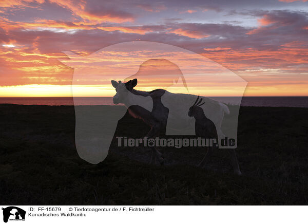 Kanadisches Waldkaribu / Canadian woodland caribou / FF-15679