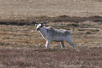 Kanadisches Waldkaribu