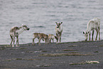 Kanadisches Waldkaribu