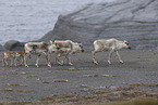 Kanadisches Waldkaribu