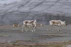 Kanadisches Waldkaribu