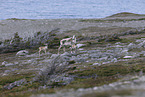 Kanadisches Waldkaribu