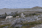 Kanadisches Waldkaribu