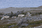 Kanadisches Waldkaribu