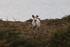 Kanadisches Waldkaribu