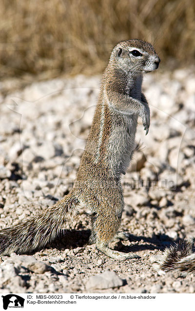 Kap-Borstenhrnchen / ground squirrel / MBS-06023