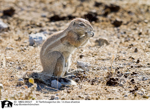 Kap-Borstenhrnchen / ground squirrel / MBS-06027