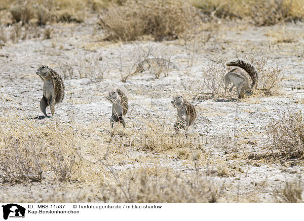 Kap-Borstenhrnchen / Cape ground squirrels / MBS-11537