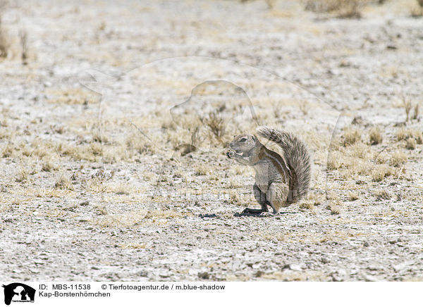 Kap-Borstenhrnchen / Cape ground squirrel / MBS-11538