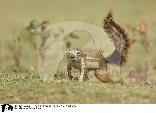 Kap-Borstenhrnchen / Cape ground squirrel / DV-03224