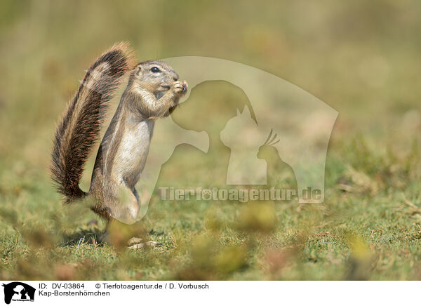 Kap-Borstenhrnchen / Cape ground squirrel / DV-03864