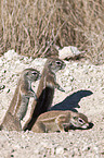 Kap-Borstenhörnchen