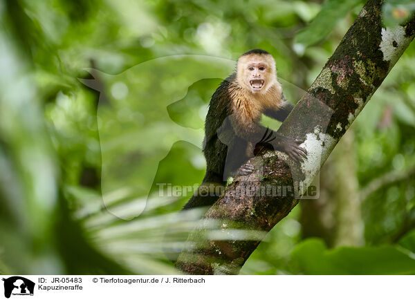 Kapuzineraffe / capuchin monkey / JR-05483