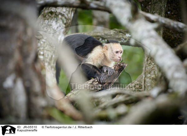 Kapuzineraffe / capuchin monkey / JR-05510