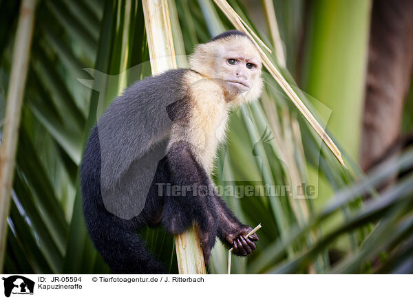 Kapuzineraffe / capuchin monkey / JR-05594