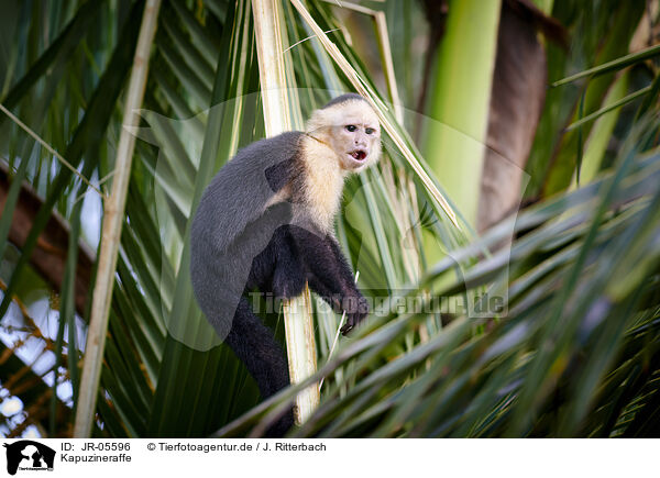 Kapuzineraffe / capuchin monkey / JR-05596